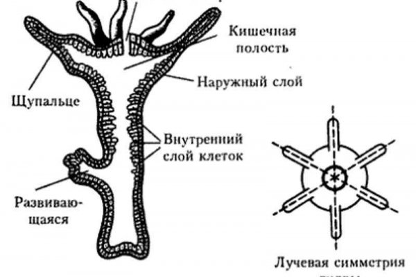 Кракен не заходит